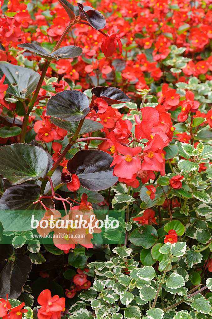 487128 - Bégonia (Begonia semperflorens)