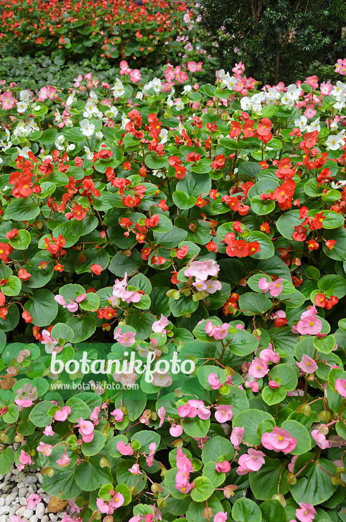 523028 - Bégonia (Begonia semperflorens)