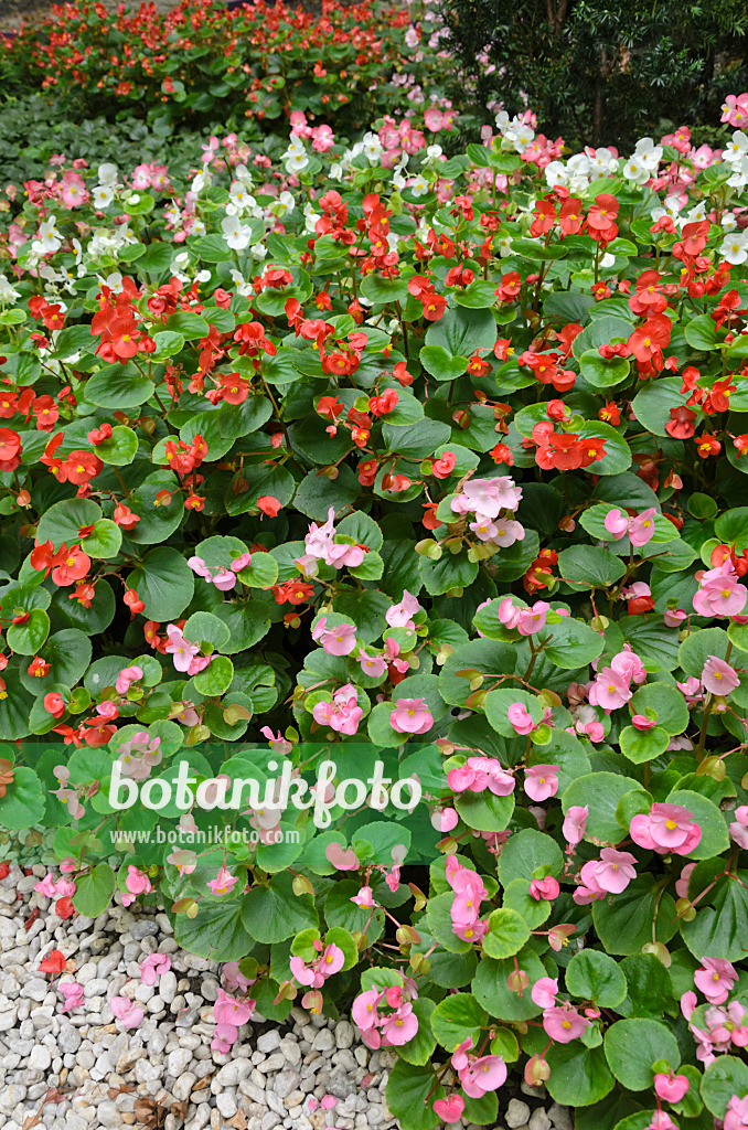 523029 - Bégonia (Begonia semperflorens)