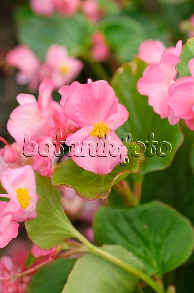 486162 - Begonia (Begonia semperflorens 'Volumia Pink')