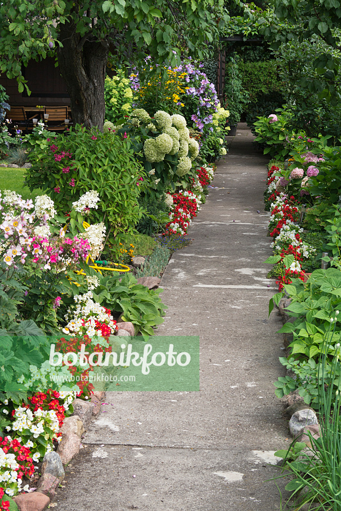 559013 - Begonias (Begonia semperflorens), hydrangeas (Hydrangea) and common hibiscus (Hibiscus syriacus)