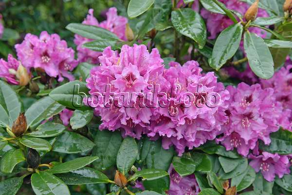 517228 - Bellflower rhododendron (Rhododendron campanulatum 'Susan')