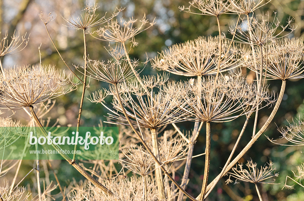 467070 - Berce (Heracleum antasiaticum)