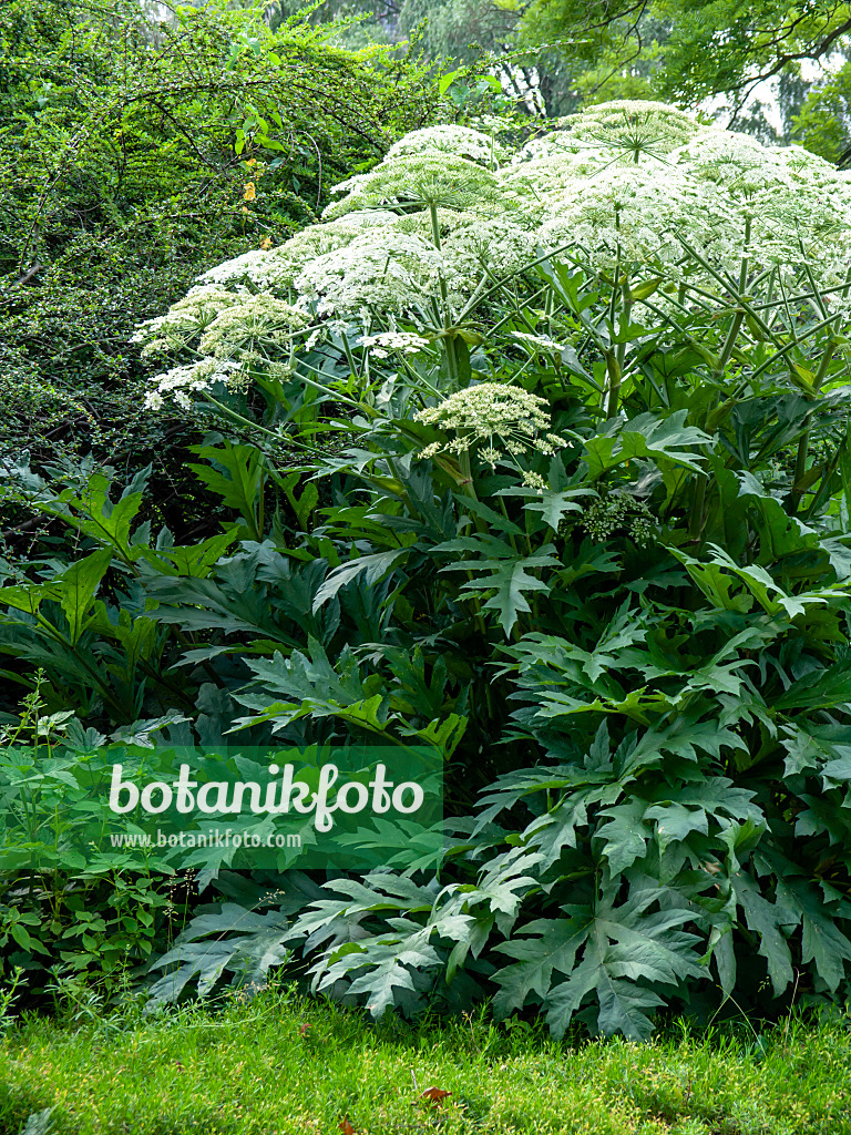 438304 - Berce laineuse (Heracleum lanatum)