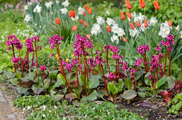 543070 - Bergenia, tulips (Tulipa) and daffodils (Narcissus)