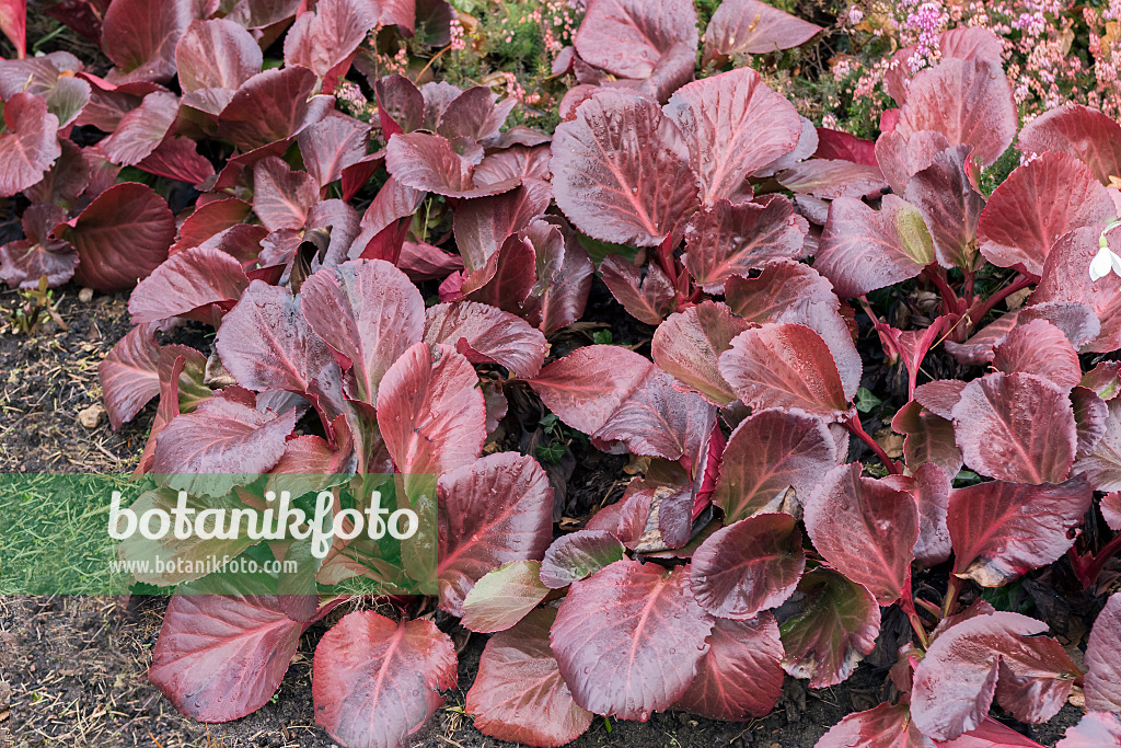 638038 - Bergénie cordée (Bergenia cordifolia 'Bressingham Ruby')