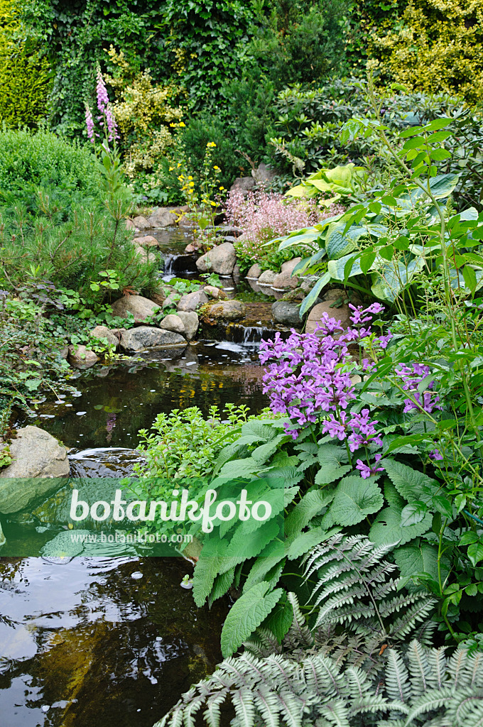 473112 - Big betony (Stachys macrantha)