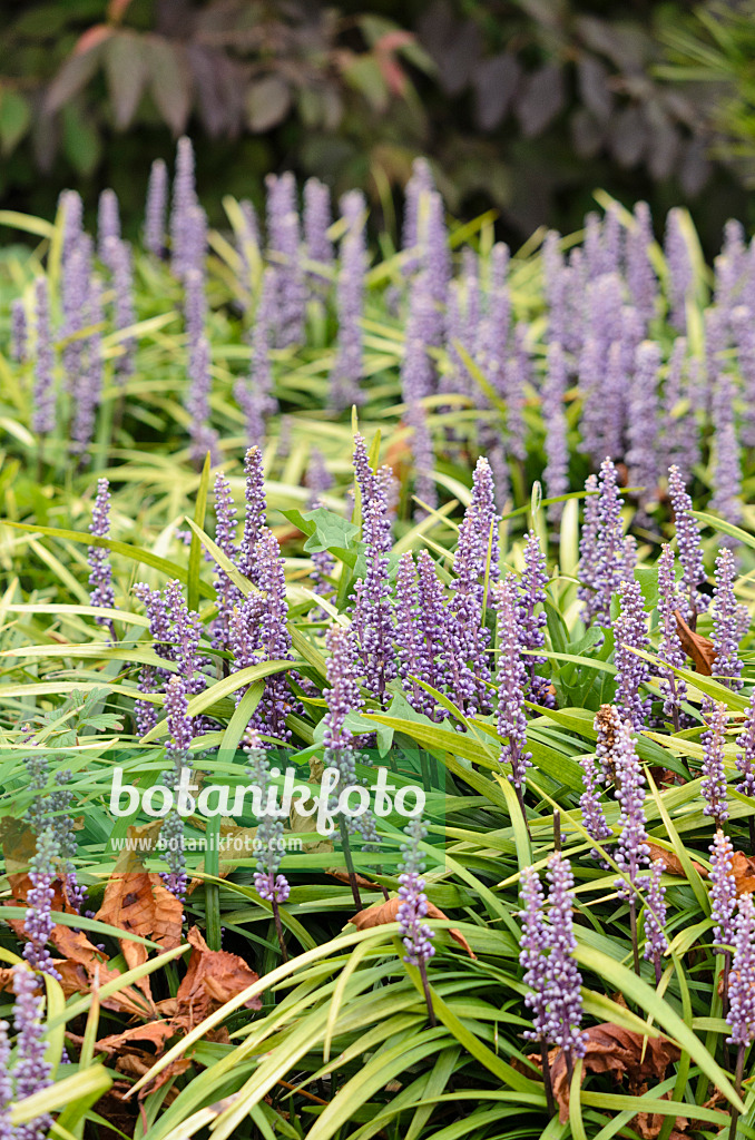 525076 - Big blue lily turf (Liriope muscari)