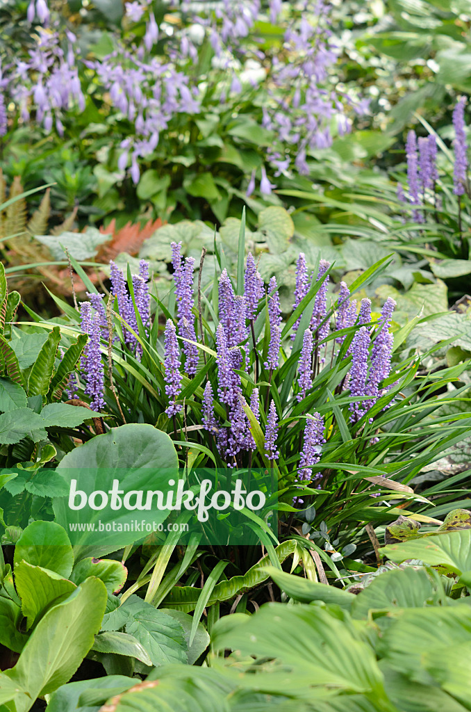 535079 - Big blue lily turf (Liriope muscari)