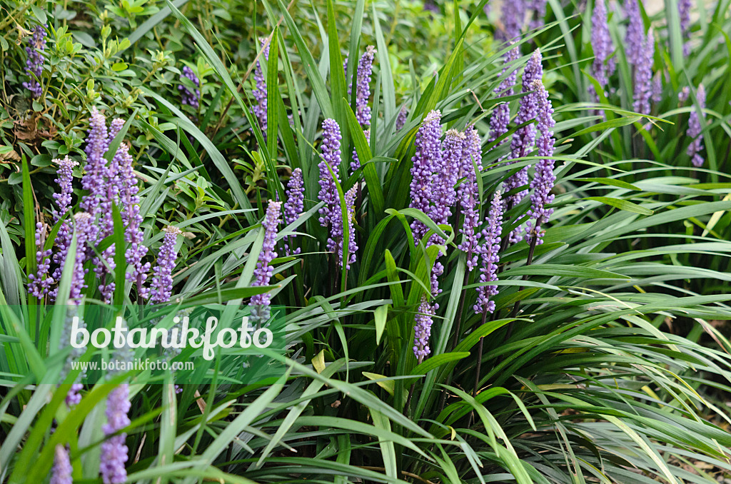 535210 - Big blue lily turf (Liriope muscari)