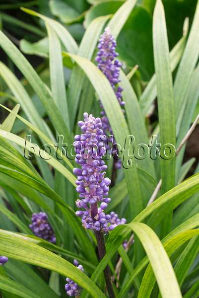 573062 - Big blue lily turf (Liriope muscari)