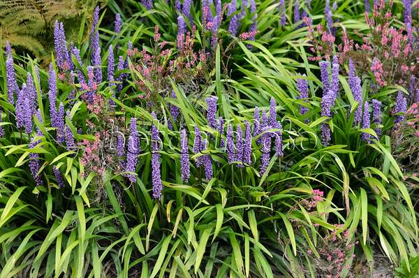 548054 - Big blue lily turf (Liriope muscari) and common heather (Calluna)