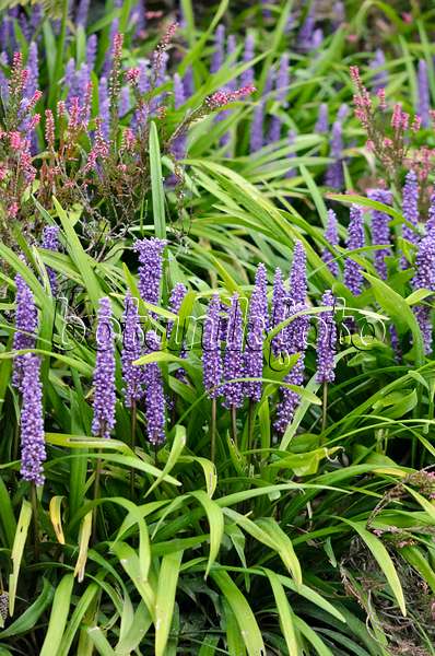 548055 - Big blue lily turf (Liriope muscari) and common heather (Calluna)