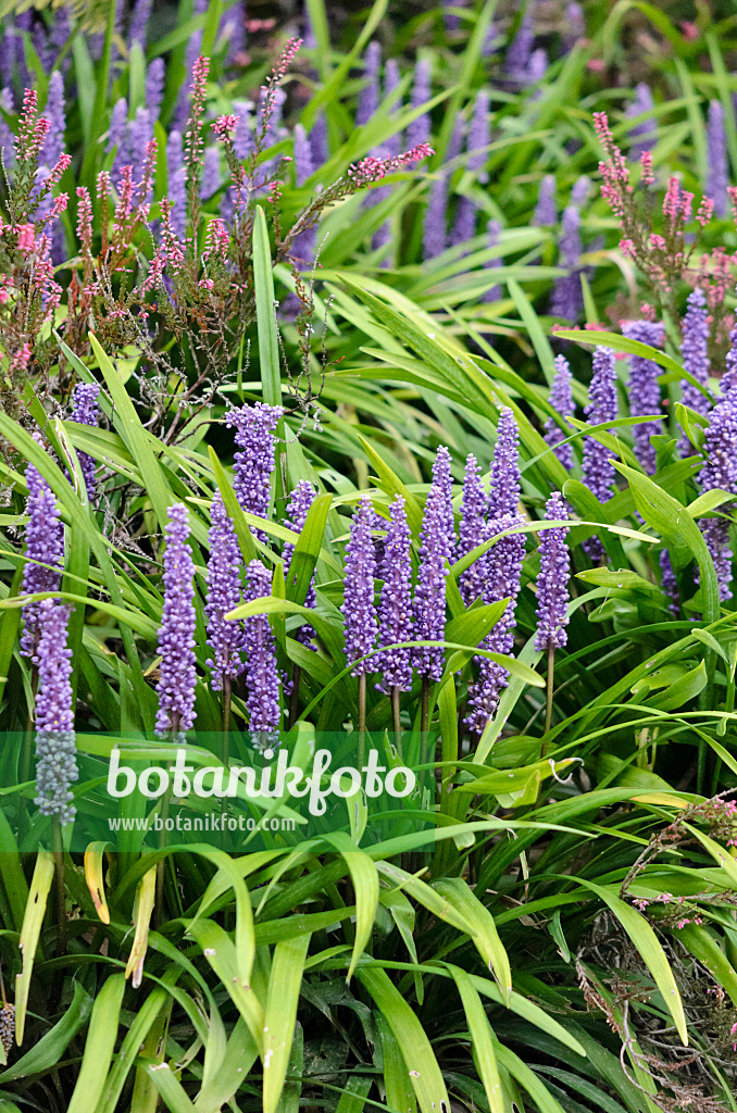 548055 - Big blue lily turf (Liriope muscari) and common heather (Calluna)