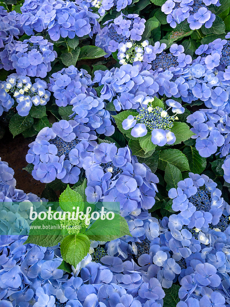 426021 - Big-leaved hydrangea (Hydrangea macrophylla 'Bläuling')