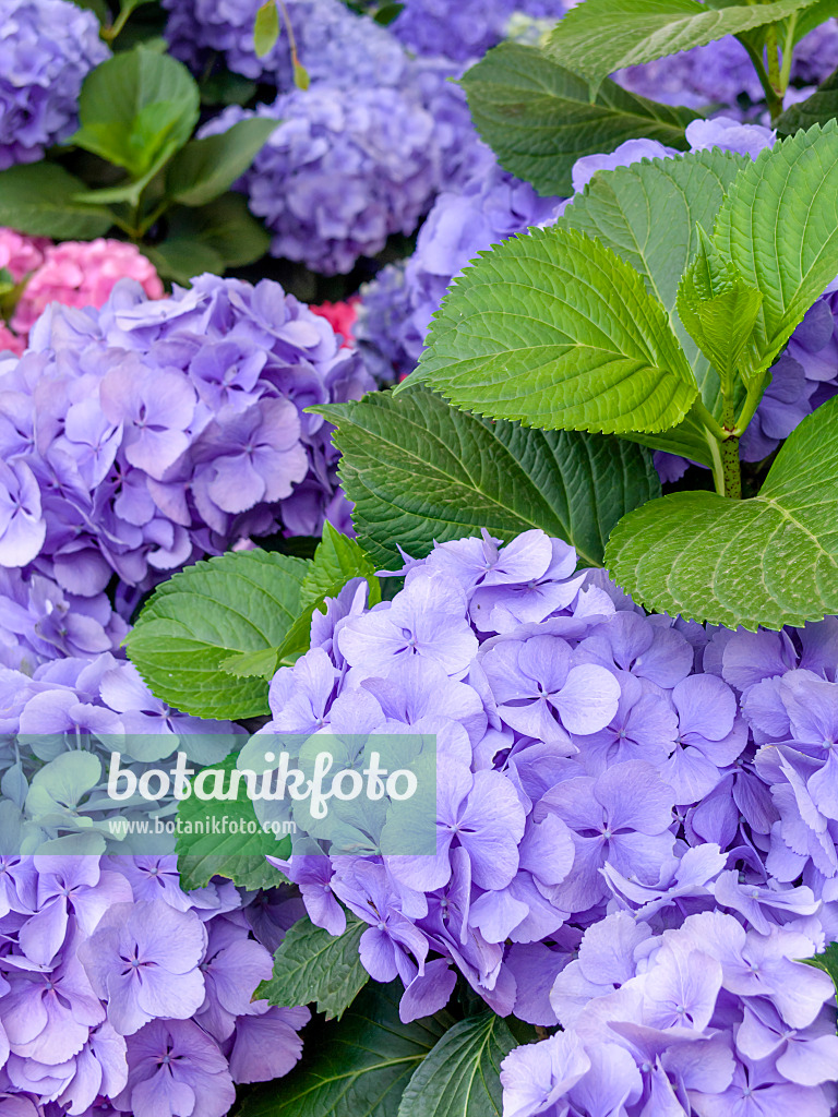 426024 - Big-leaved hydrangea (Hydrangea macrophylla 'Heinrichsberg')