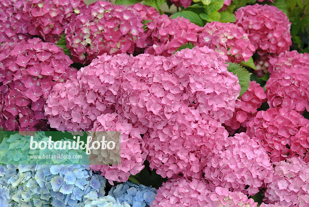 490079 - Big-leaved hydrangea (Hydrangea macrophylla 'Renate Steiniger')