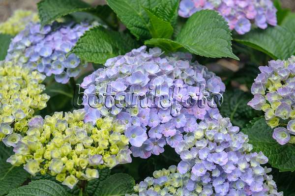 535279 - Big-leaved hydrangea (Hydrangea macrophylla 'Forever and Ever Blue')