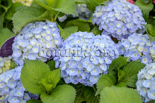 535280 - Big-leaved hydrangea (Hydrangea macrophylla 'Forever and Ever Blue')