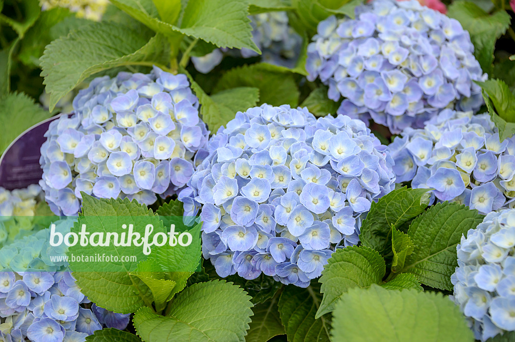 535280 - Big-leaved hydrangea (Hydrangea macrophylla 'Forever and Ever Blue')