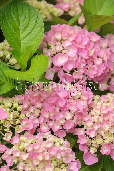 535281 - Big-leaved hydrangea (Hydrangea macrophylla 'Forever and Ever Pink')