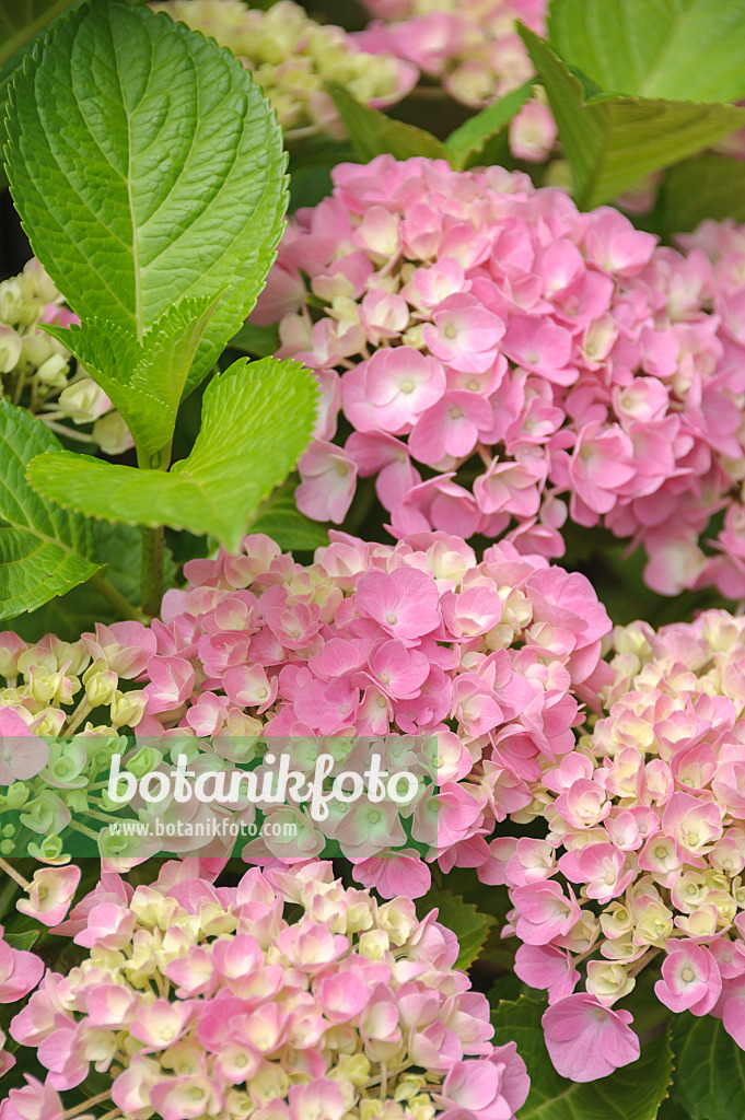 535281 - Big-leaved hydrangea (Hydrangea macrophylla 'Forever and Ever Pink')