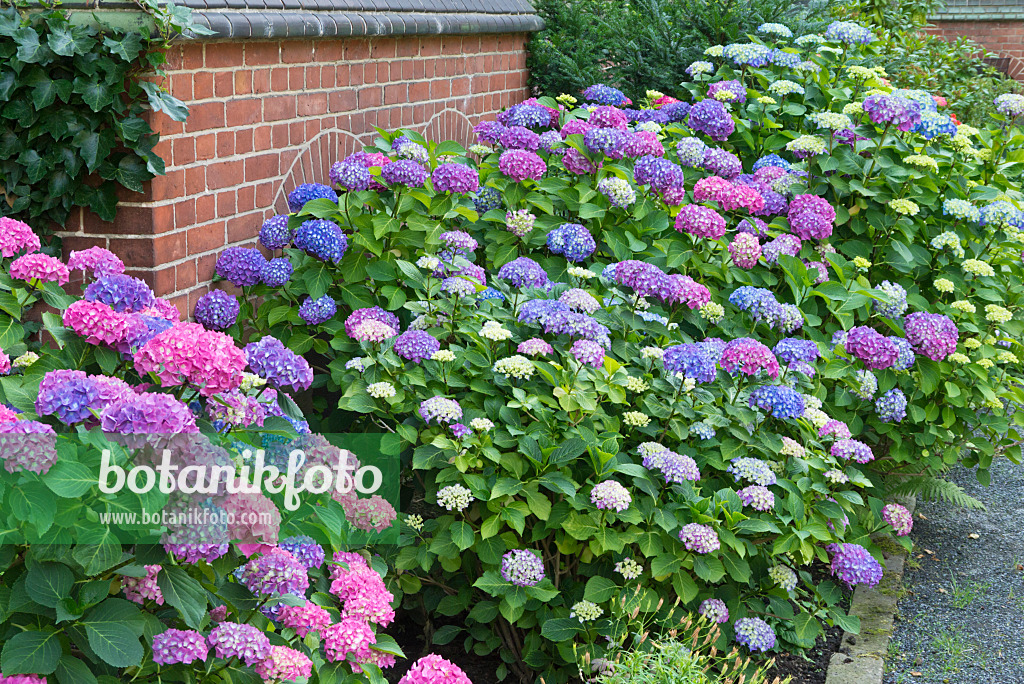 546005 - Big-leaved hydrangea (Hydrangea macrophylla)