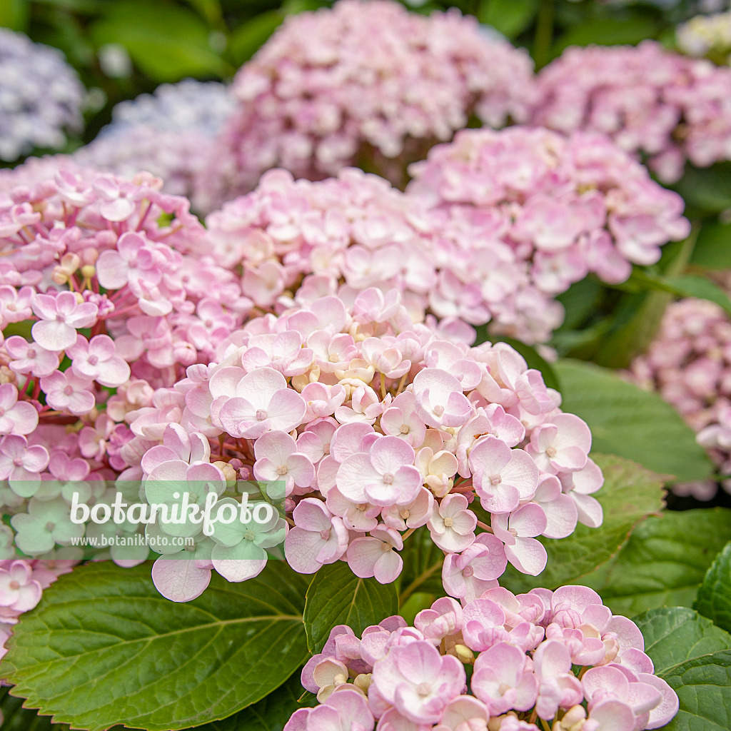 616241 - Big-leaved hydrangea (Hydrangea macrophylla 'Ayesha')