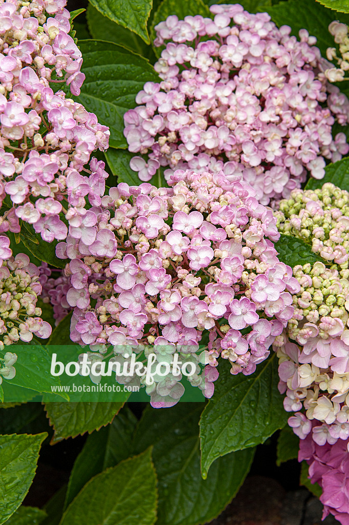 616242 - Big-leaved hydrangea (Hydrangea macrophylla 'Ayesha')