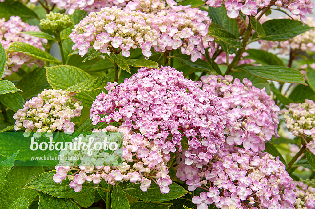 616243 - Big-leaved hydrangea (Hydrangea macrophylla 'Ayesha')