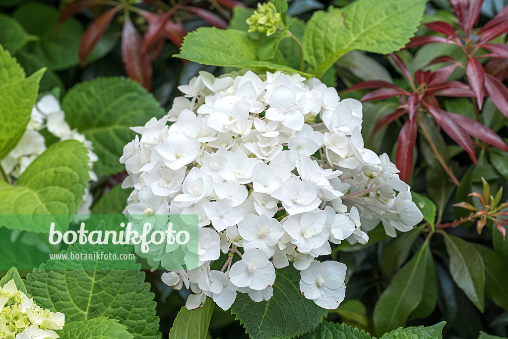 638127 - Big-leaved hydrangea (Hydrangea macrophylla 'Endless Summer The Bride')