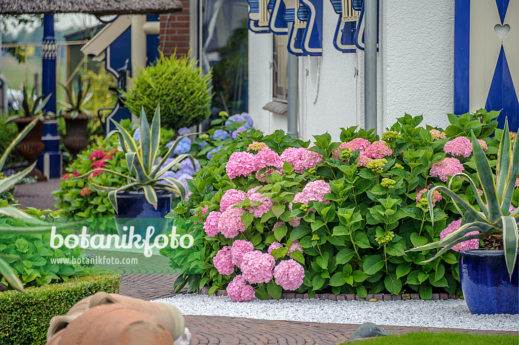 575122 - Big-leaved hydrangea (Hydrangea macrophylla) and agave (Agave americana ‘Marginata')