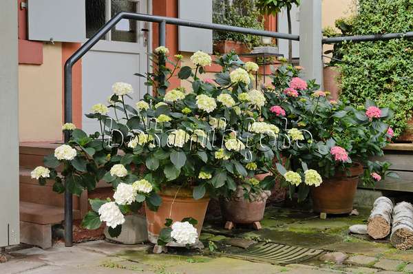 557318 - Big-leaved hydrangea (Hydrangea macrophylla) in flower tubs