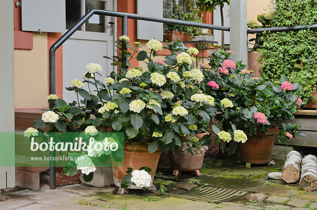 557318 - Big-leaved hydrangea (Hydrangea macrophylla) in flower tubs