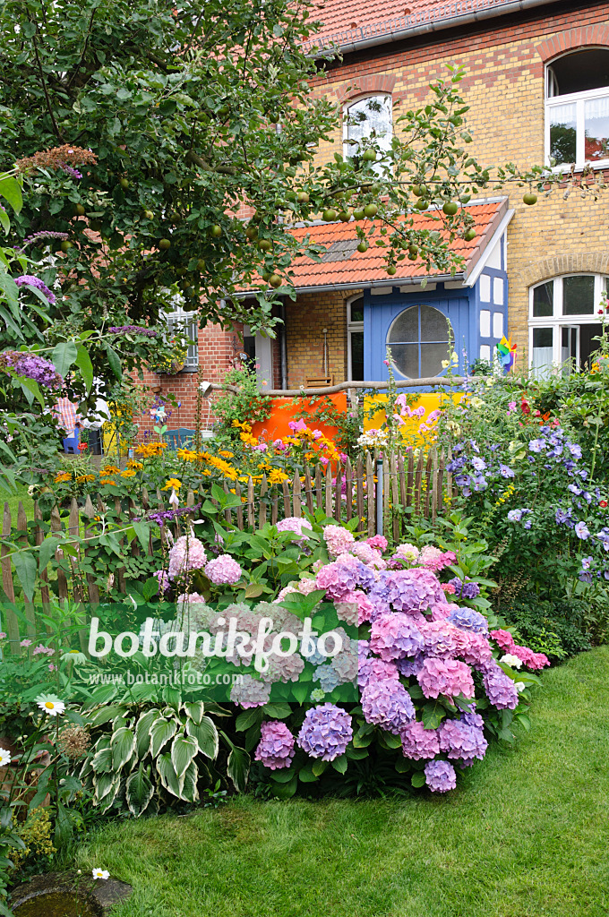 474365 - Big-leaved hydrangea (Hydrangea macrophylla) in a backyard garden