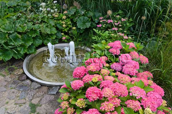 534190 - Big-leaved hydrangea (Hydrangea macrophylla) in a perennial garden with a fountain