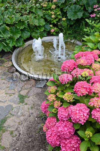 534191 - Big-leaved hydrangea (Hydrangea macrophylla) in a perennial garden with a fountain