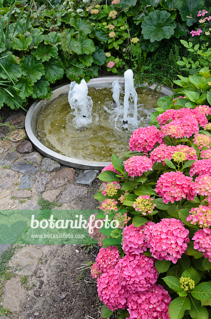 534191 - Big-leaved hydrangea (Hydrangea macrophylla) in a perennial garden with a fountain