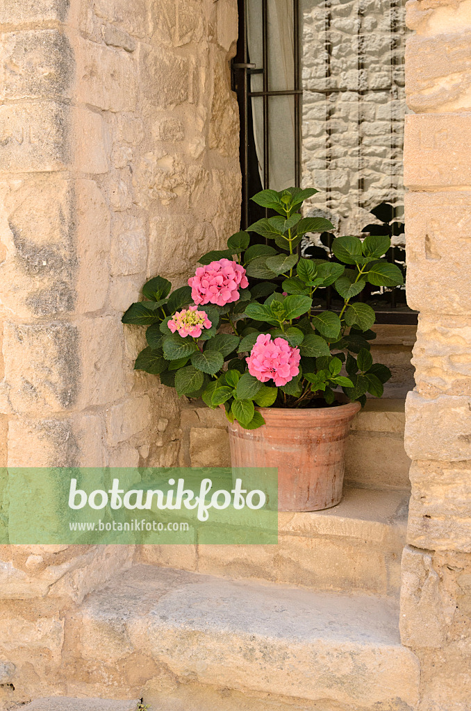 557160 - Big-leaved hydrangea (Hydrangea macrophylla) in a flower tub