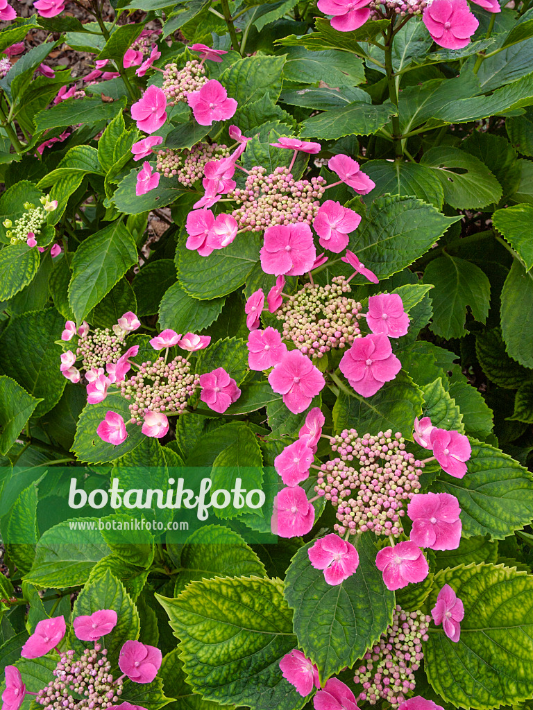 402125 - Big-leaved hydrangea (Hydrangea macrophylla 'Möwe')