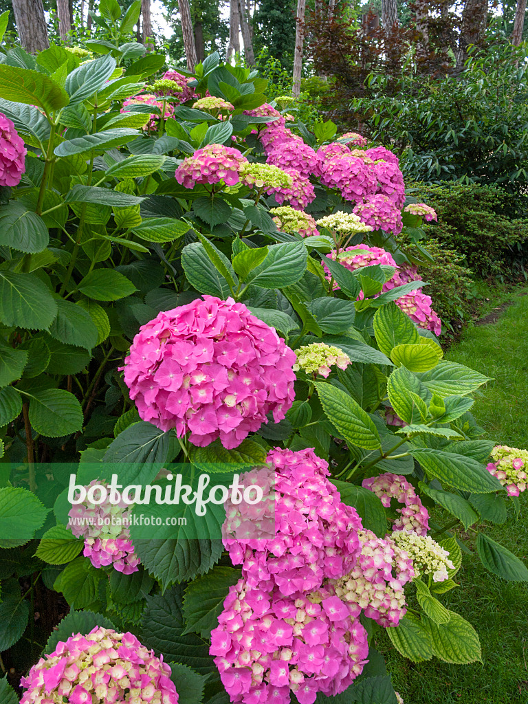 402127 - Big-leaved hydrangea (Hydrangea macrophylla 'Queen Wilhelmine')