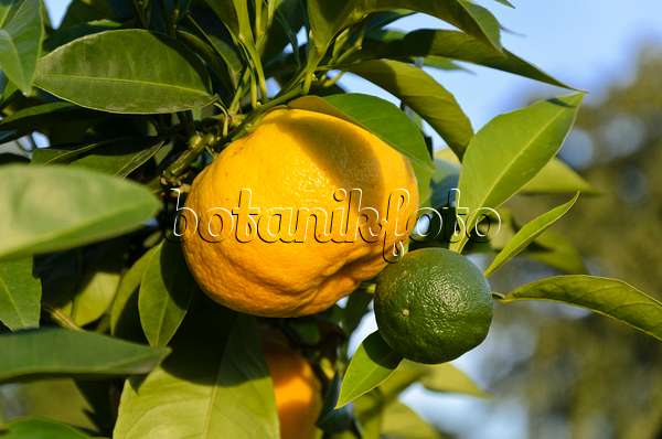 571023 - Bigaradier (Citrus aurantium 'Corniculata')