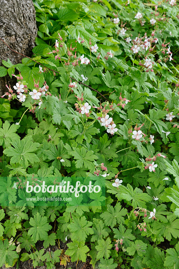 484238 - Bigroot cranesbill (Geranium macrorrhizum 'Spessart')