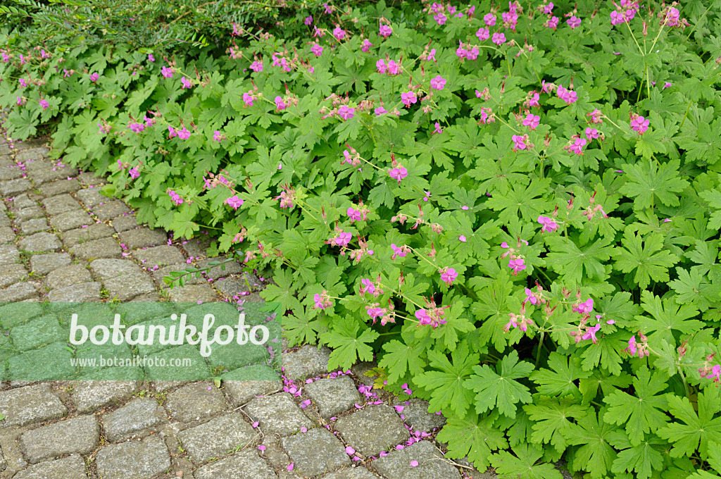 484251 - Bigroot cranesbill (Geranium macrorrhizum)