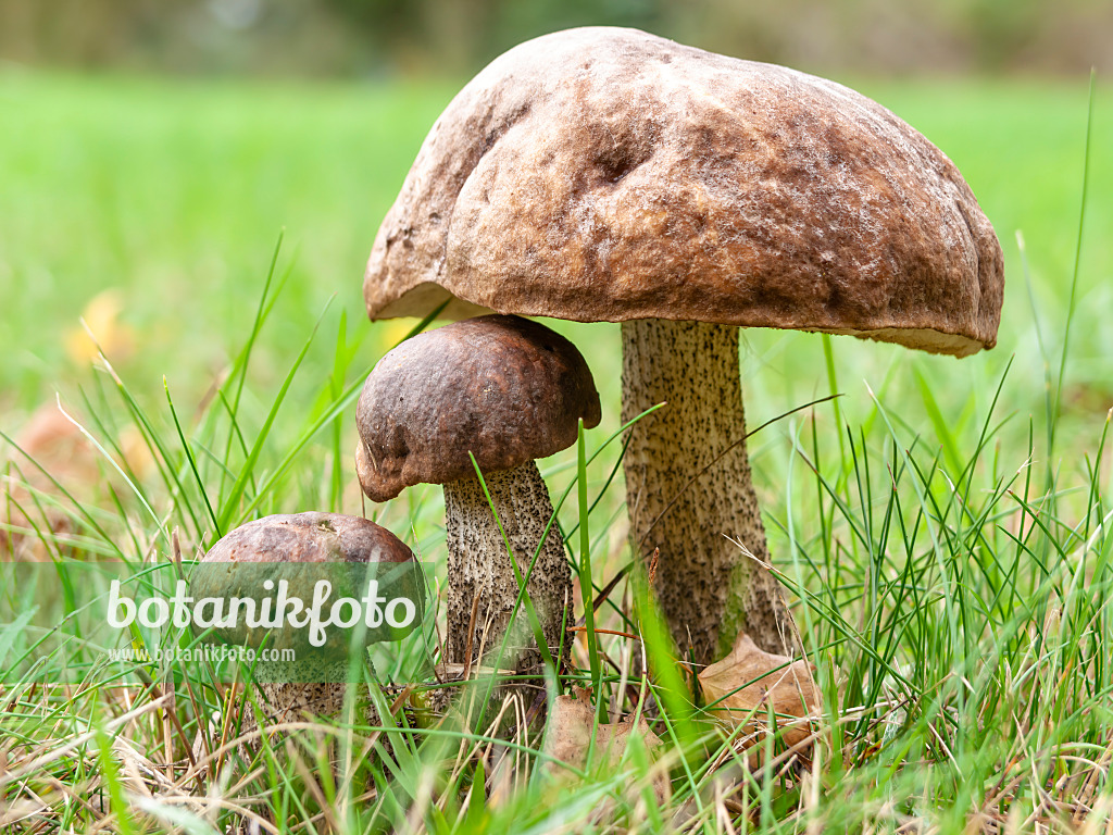 524220 - Birch bolete (Leccinum scabrum)