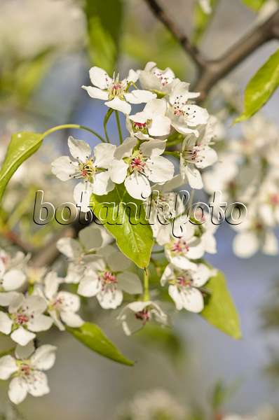 543039 - Birchleaf pear (Pyrus betulifolia)