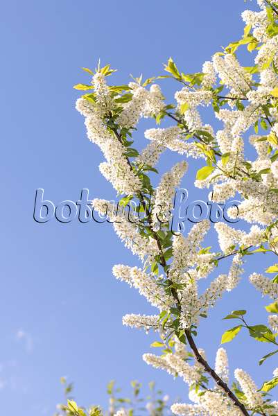 625327 - Bird cherry (Prunus padus 'Tiefurt')