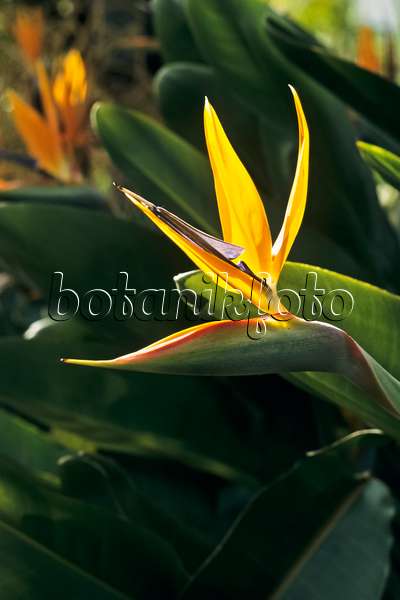388146 - Bird of paradise flower (Strelitzia reginae)