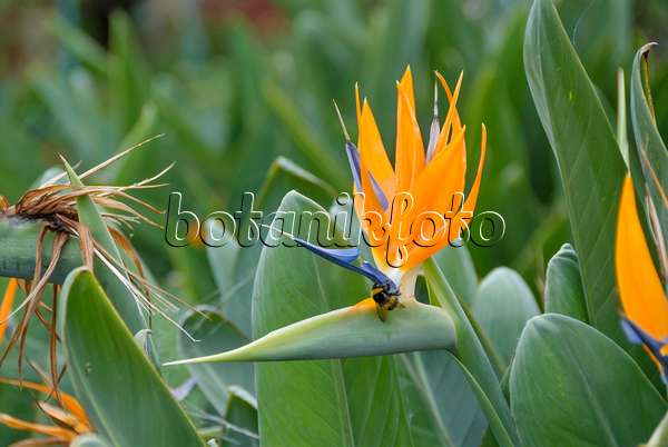 517484 - Bird of paradise flower (Strelitzia reginae)