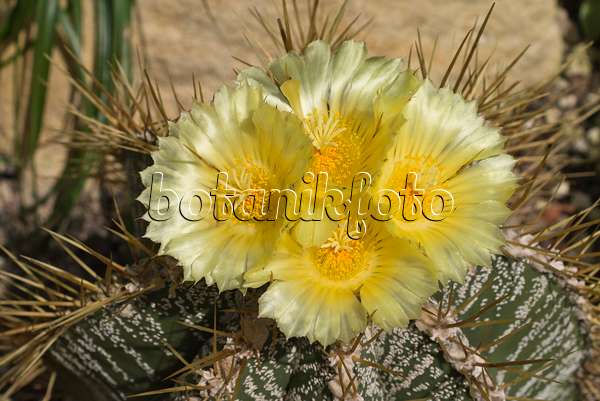558308 - Bishop's cap cactus (Astrophytum ornatum)